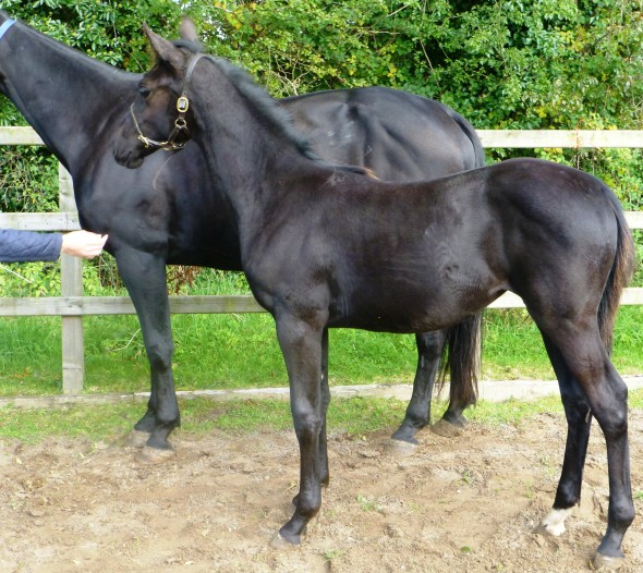 Ringfort Allegra filly foal out of Samichel by Osmium
