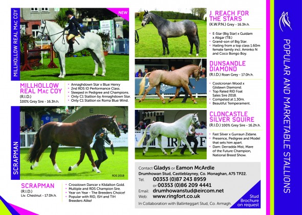 Drumhowan 2019 4 stallions