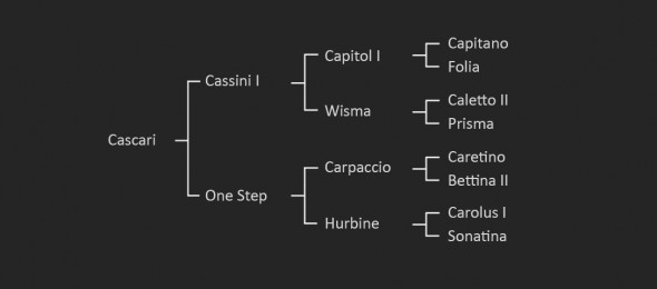 pedigree cascari