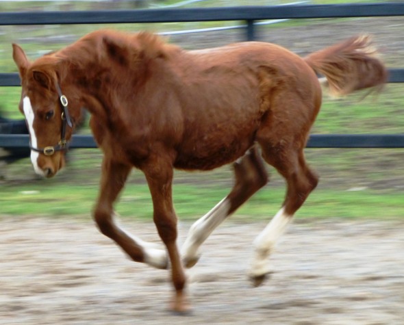 Lucie filly foal