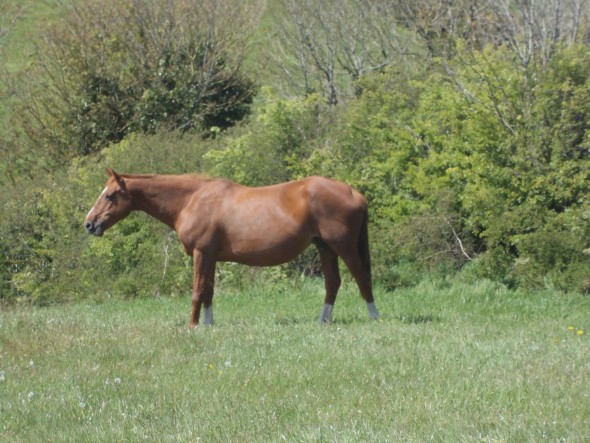 Easy in foal to Osmium