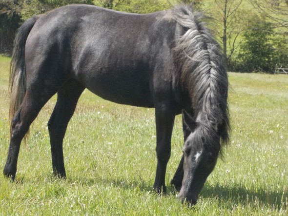 Ringfort Glass Slipper two year old Connemara filly