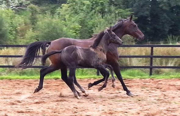 Ringfort Raconteur Out of Ushi