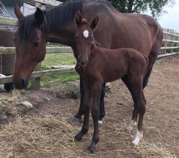 Polly's foal Corporal