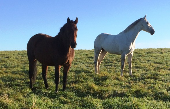 Florence and Lady Portiana in the field