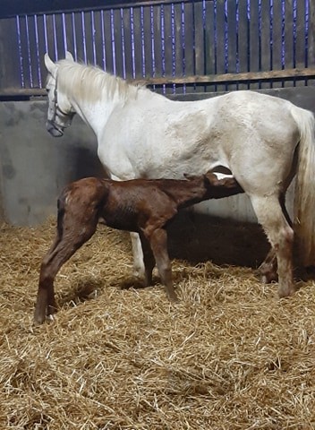 Primary filly Seamus McGillion