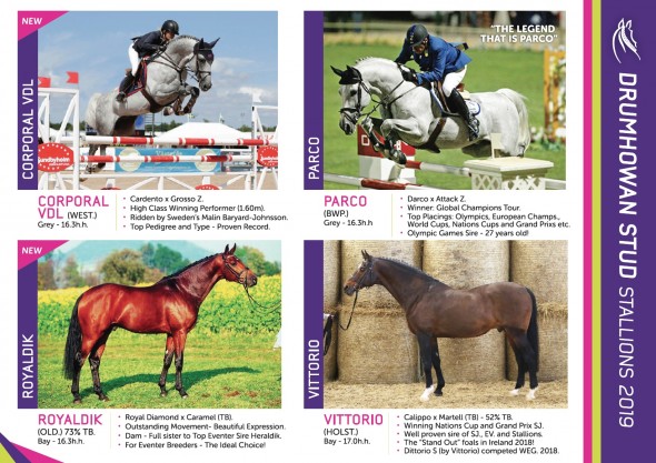 DS stallion stud card 1