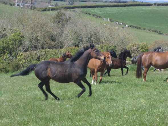 STONEBECK in foal to Hold Up Premier
