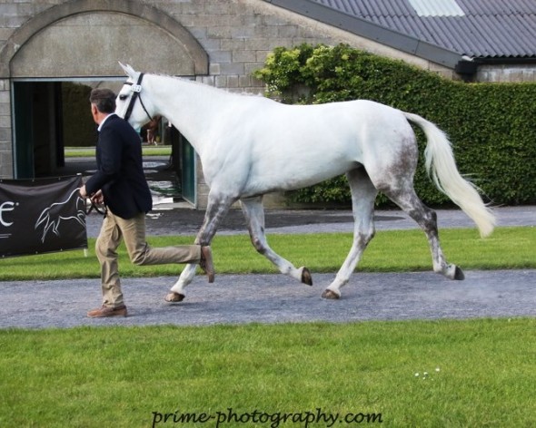 trot up flo