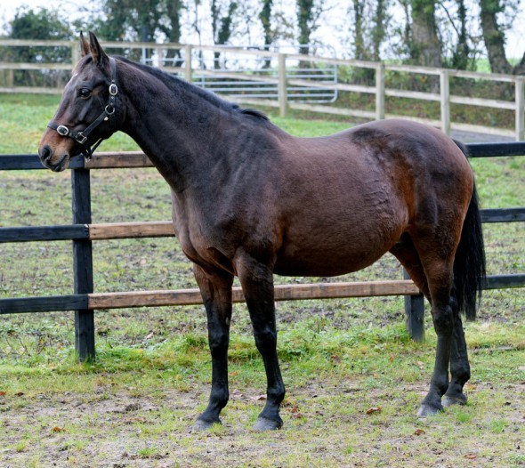 Ushi2 broodmare