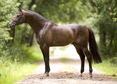 Ustinov standing sire of Brown Beauty