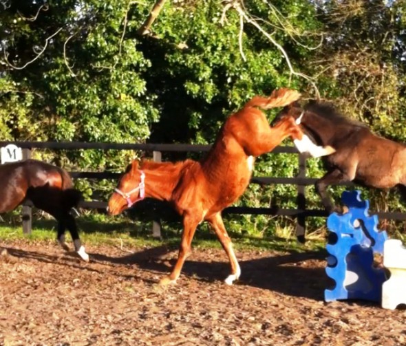 Lucie jumping November 2013