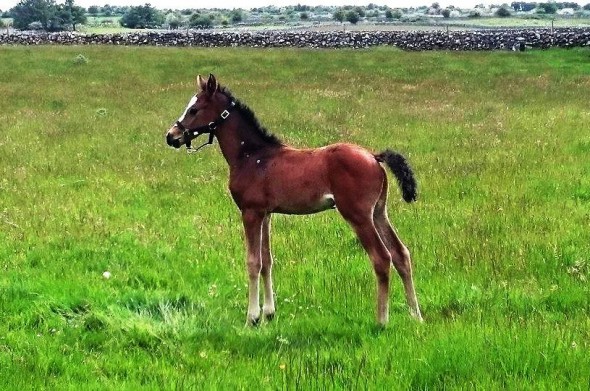Filly by Ringfort Cruise out of Clover Brigade mare