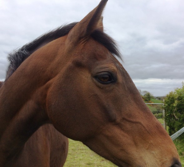 Lady P beautiful mare