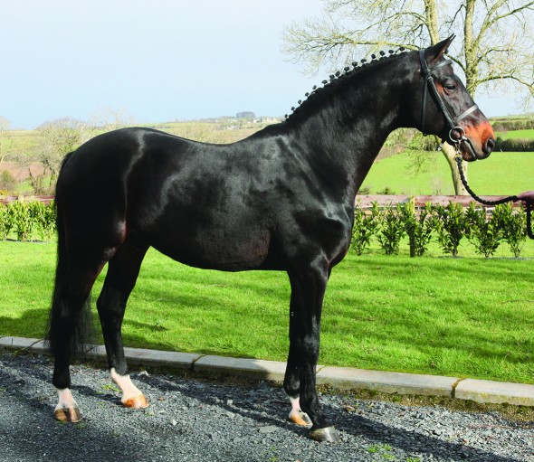 cOLANDRO sire of Bernadette Utopia