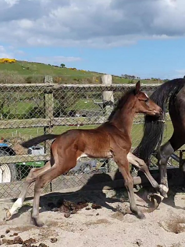 Cornetini Colt Antoinette