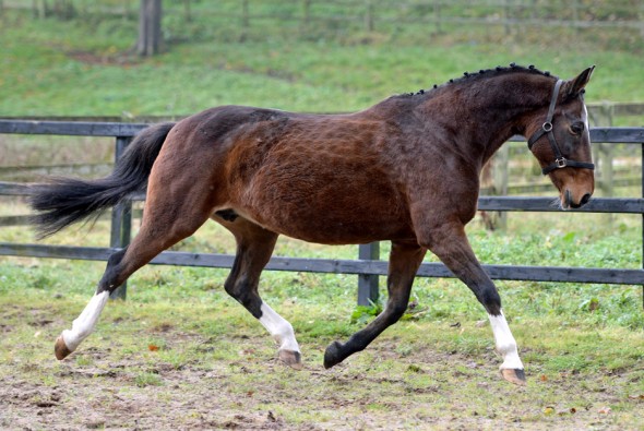 Vieanda 1 broodmare