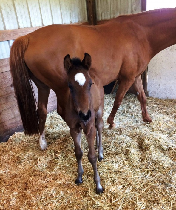 Cormint foal April 2017