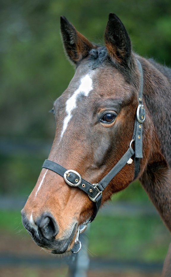 Vieanda 4 broodmare