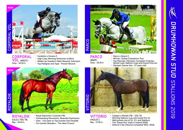 Drumhowan 2019 1 stallions