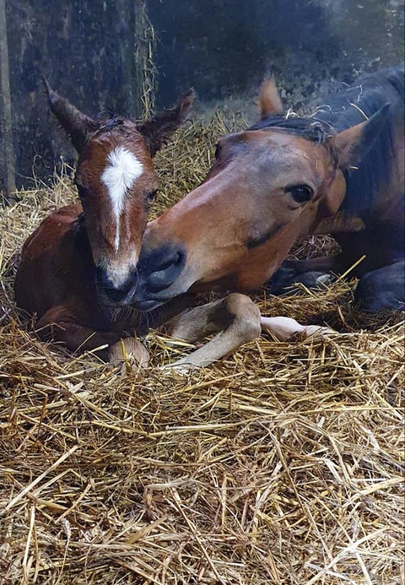 newborn by Royaldik