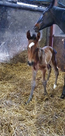 Cornetini colt AMPM