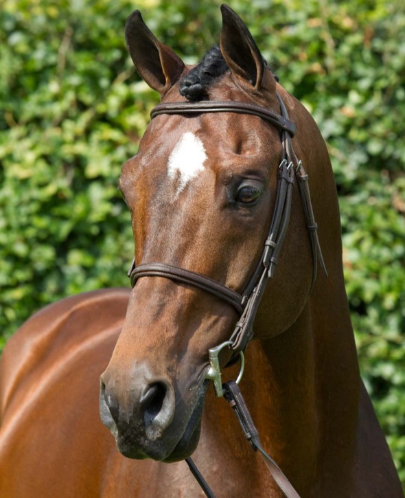 vittorio another head shot
