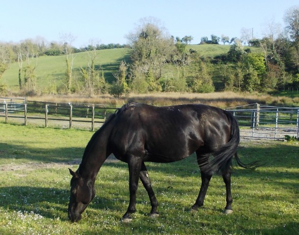 Samichel Brood mare by Sam-Sam