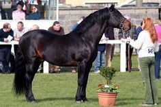 wESTSIDE mIRAH sire of Slipper