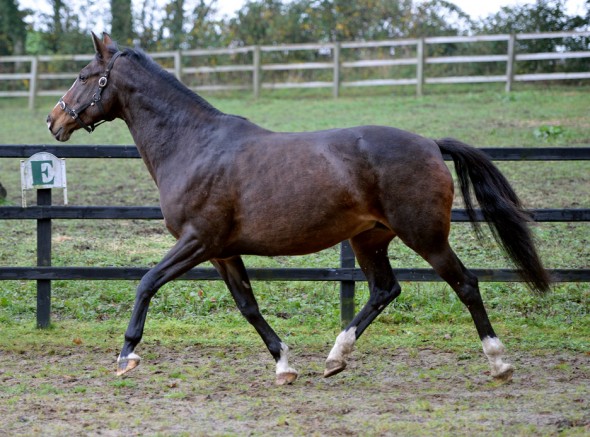 Brown Beauty 1 broodmare