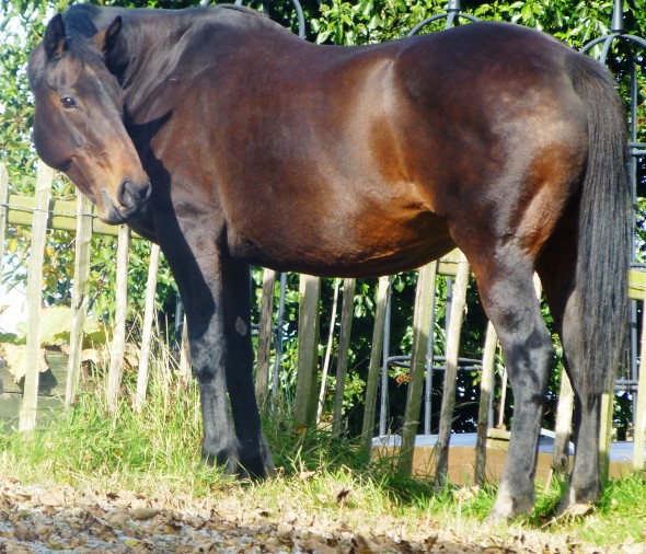 last day in the sunshine for Stonebeck then off to the Sales