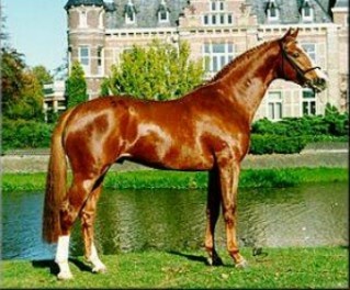 Iroko Sire of Blondie