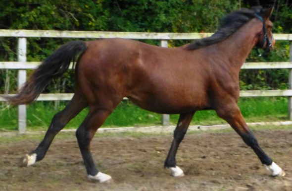 Ringfort Pebble Shore yearling out of Stonebeck by Ringfort Cruise