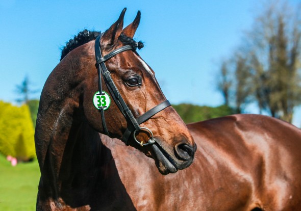 vittorio head shot