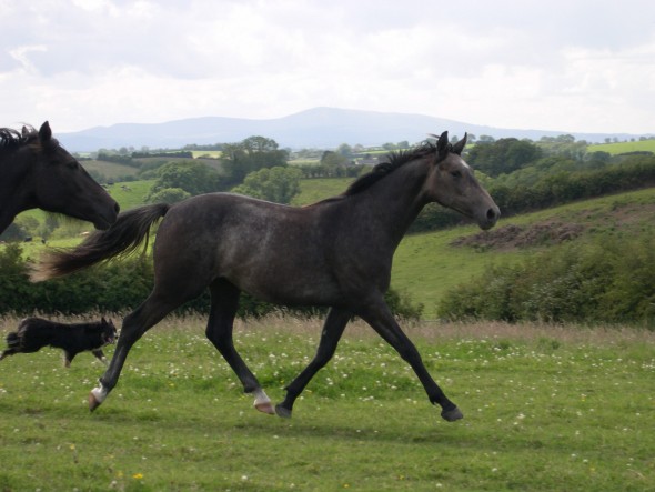 Pearl and the Mournes RSOP