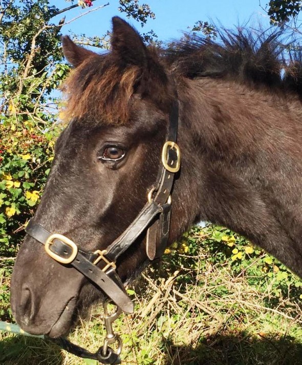ringfort Black Sparrow colt foal
