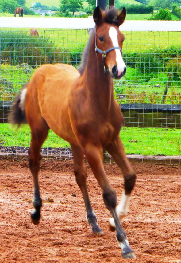 Paddy as a foal out of Ringfort Rara Ruby