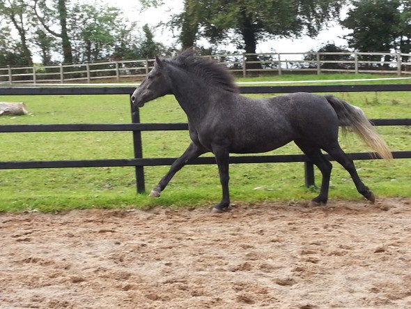 Glass Slipper dam of foal