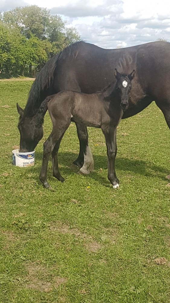 cormint foal