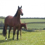 3 day old filly foal