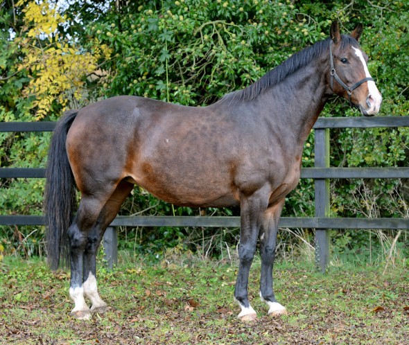 Brown Beauty 2 broodmare