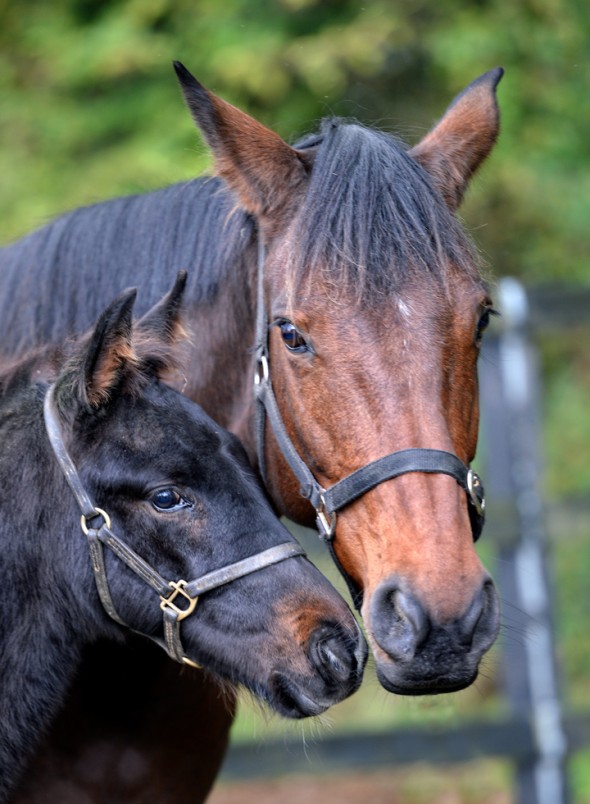 Moulin Fontaine and Ringfort Reve du Moulin broodmare