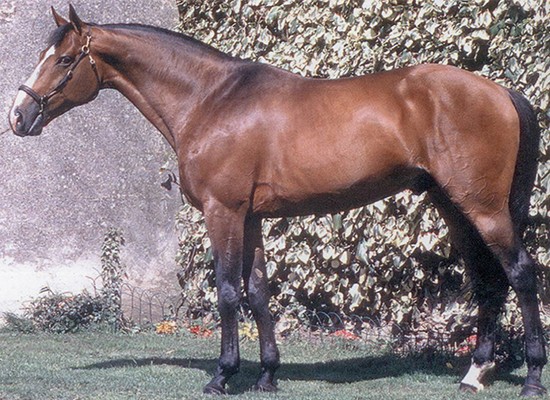 Quidam de Revel grand damsire