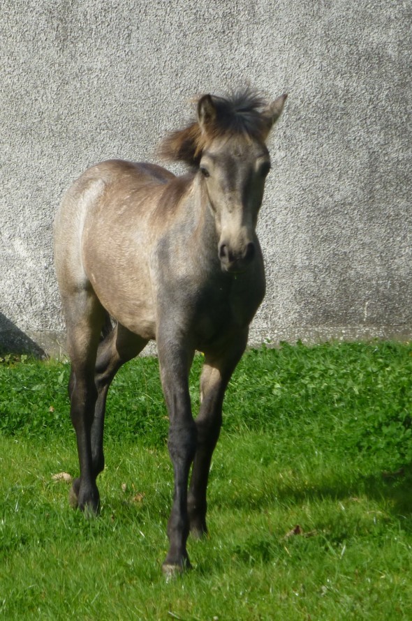 Jack Sparrow colt foal