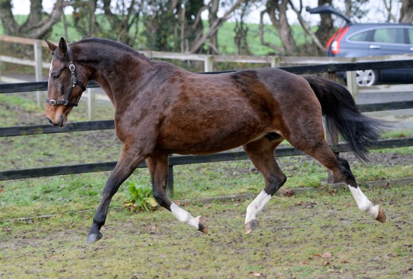 Vieanda 2 broodmare