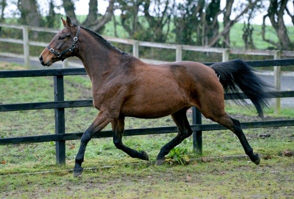 Lady Portiana 1 broodmare