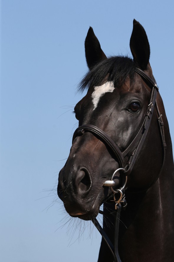 Lucarelli head shot