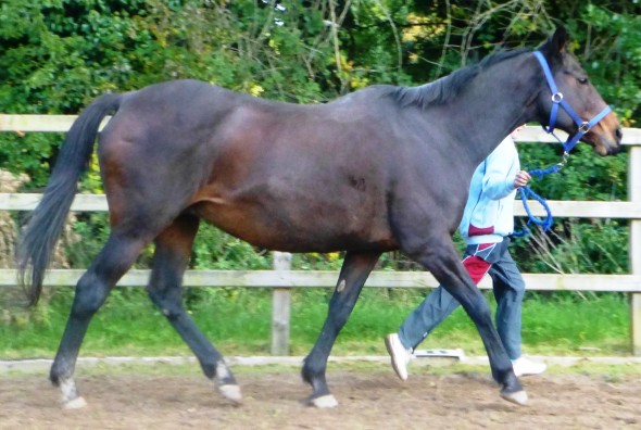 Stonebeck thoroughbred mare in foal to Hold Up Premier