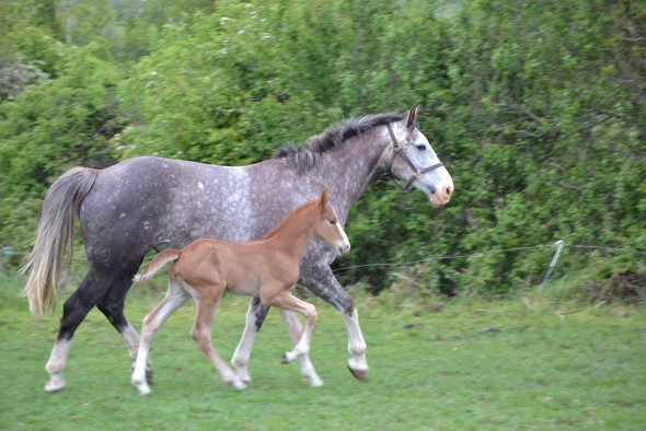 Dunsandle Diamond colt 2