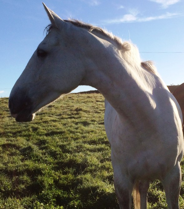 Florence in the field